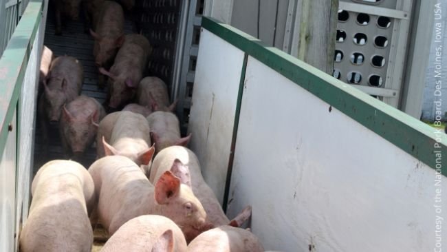 Najczęstszą drogą przenoszenia PRRS jest handel z zakażonymi świniami oraz lokalne rozprzestrzenianie się.