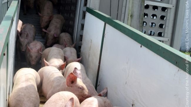 Najczęstszą drogą przenoszenia PRRS jest handel z zakażonymi świniami oraz lokalne rozprzestrzenianie się.
