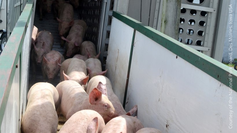 Najczęstszą drogą przenoszenia PRRS jest handel z zakażonymi świniami oraz lokalne rozprzestrzenianie się.
