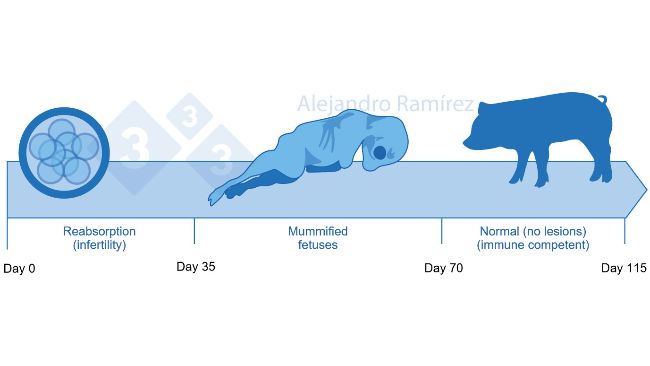 Niepłodność i zmumifikowane płody z powodu parwowirusa
