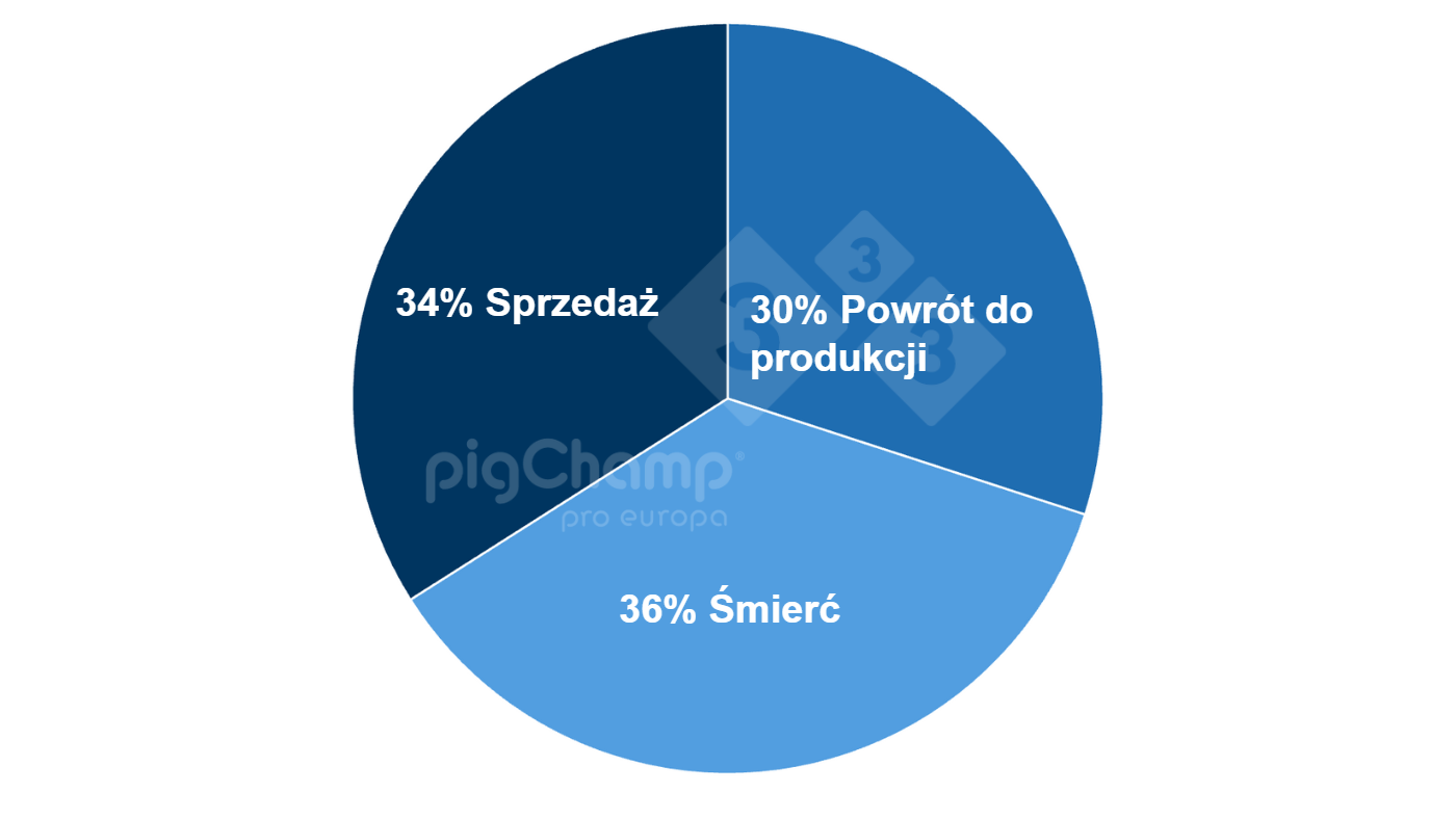 <p>Wykres 2. Rozkład loch, od kt&oacute;rych odsadzono zero prosiąt według ich dalszego losu</p>
