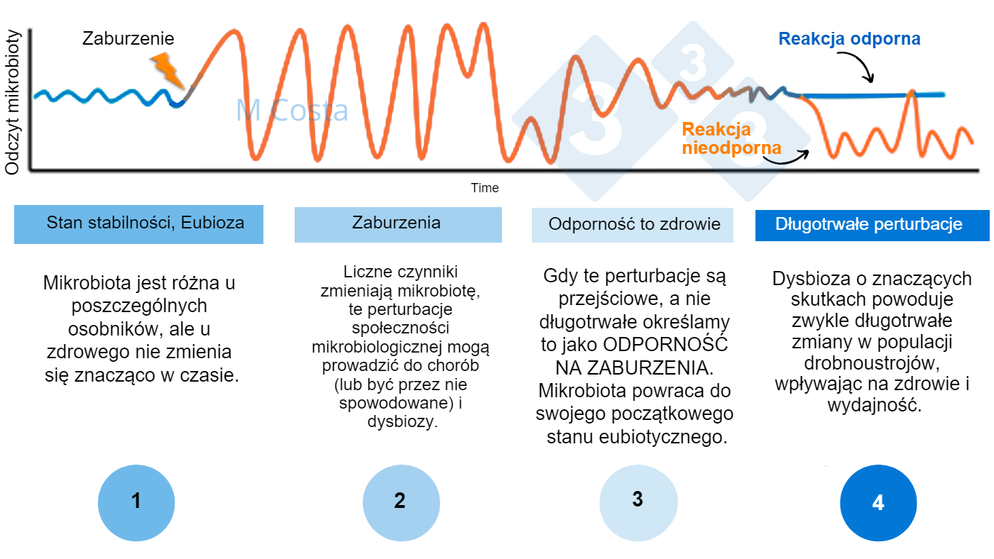 <p>Rysunek 1 &ndash; Hipotetyczny schemat przedstawiający odpowiedź mikrobioty na zaburzenie.<strong> 1</strong>) Zdrowe osobniki mają normalny stopień zr&oacute;żnicowania mikrobioty, kt&oacute;ry nie prowadzi do choroby (jest to określane mianem eubiozy), <strong>2</strong>) Perturbacja (np. stres cieplny) może prowadzić do niestabilności mikrobioty, powodując chorobę.<strong> 3</strong>) Odporna mikrobiota powr&oacute;ci do stanu podobnego do tego sprzed perturbacji, gdzie nie ma choroby. <strong>4</strong>) Mikrobiota, kt&oacute;ra nie jest odporna, nie "odbije się" od dna, co spowoduje dysbiozę i przedłużający się stan chorobowy.</p>
