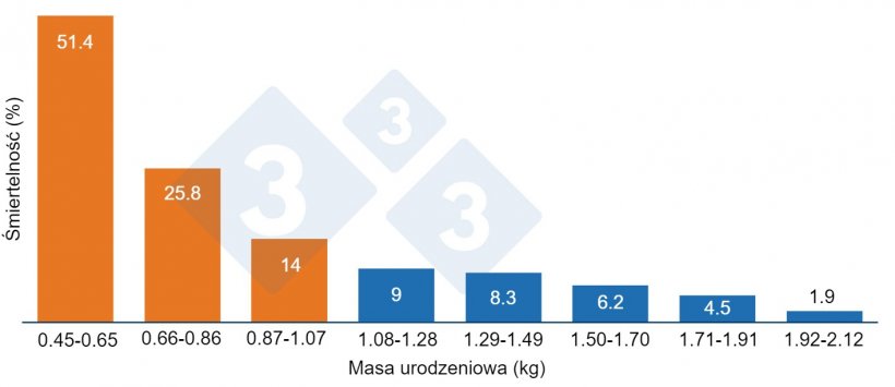 Wykres 1. Śmiertelność przedodsadzeniowa a masa&nbsp;urodzeniowa. Prosięta ważące mniej niż 1,07 kg (kolor pomarańczowy) mają wyższą śmiertelność.
