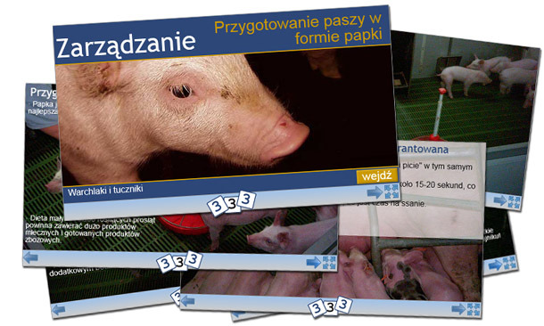 3trzy3.pl zaprasza do odwiedzenia nowej sekcji "Zarządzanie stadem", w której będą publikowane prezentacje na temat metod zarządzania stadem świń.