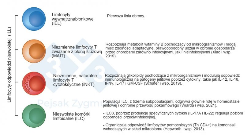 Rycina 2. Wśr&oacute;d GALT możemy wyr&oacute;żnić kilka zasadniczych populacji: limfocyty odpowiedzi nieswoistej (ILL) znajdują się w jelicie cienkim i w mniejszym stopniu w jelicie grubym, odgrywają ważną rolę jako producenci cytokin, cząsteczek cytotoksycznych i peptyd&oacute;w przeciwdrobnoustrojowych (Hepworth i in., 2013; Sch&auml;fer i in., 2019; Wiarda i in., 2020; Wiarda i in., 2021; Xiao i in., 2019).
