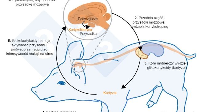 Ryc. 2. Minuty lub godziny po wystąpieniu stresu dochodzi do aktywacji osi podwzg&oacute;rze-przysadka-nadnercza (HPA). Przysadka m&oacute;zgowa wydziela kortykotropinę, kt&oacute;ra docierając do kory nadnerczy, powoduje wydzielanie glikokortykoid&oacute;w, w tym kortyzolu. Glukokortykoidy hamują aktywność przysadki i podwzg&oacute;rza, dzięki czemu regulują intensywność reakcji stresowej. Kortyzol znalazł szerokie zastosowanie jako marker stresu u świń, r&oacute;wnież w&nbsp;nieinwazyjnym teście pr&oacute;bki&nbsp;śliny.
