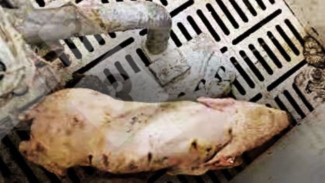 Ryc. 1. Prosię z gorączką >40° C, brakiem koordynacji, drżeniem, depresją i biegunką.