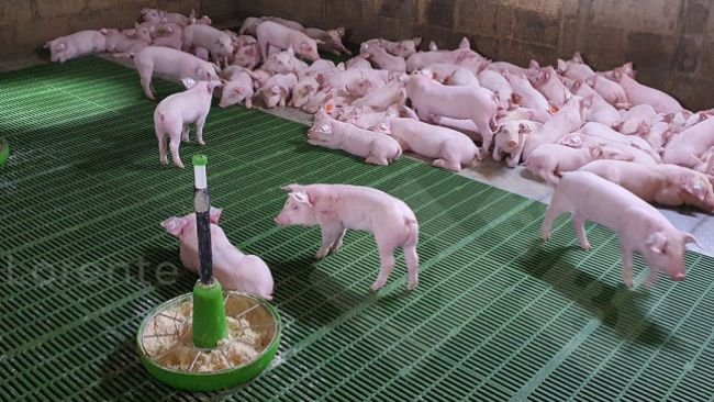 Fot. 3. powyżej: Prosięta prawidłowo odpoczywające. Poniżej: Niewystarczająca liczba lamp grzewczych.