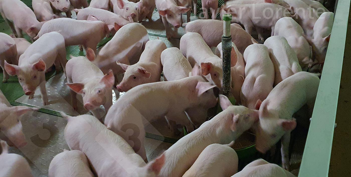 <p>Fot. 6. Podajnik jest źle umiejscowiony, zbyt blisko przegrody między kojcami, przez co jeden z jego punkt&oacute;w dostępu jest praktycznie nieużywalny.</p>
