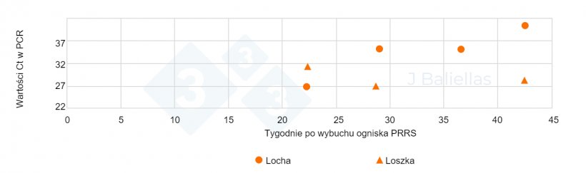Wykres &nbsp;3. Zmiany wartości PCR Ct z pr&oacute;bek język&oacute;w martwo urodzonych prosiąt od loch pierwor&oacute;dek i wielor&oacute;dek w tygodniach po wybuchu epidemii PRRS.
