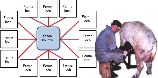 Przykład transmisji PCV2 ze stada knurów do ferm loch