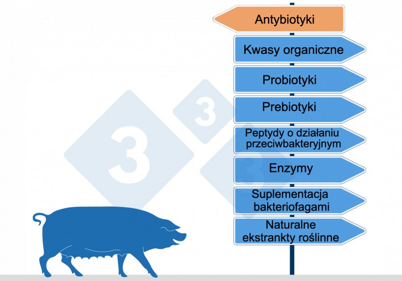 Rys.2. Alternatywy dla antybiotyk&oacute;w w hodowli świń reprezentowane są gł&oacute;wnie przez zastosowanie pre- i probiotyk&oacute;w, kwas&oacute;w organicznych, naturalnych ekstrakt&oacute;w roślinnych (olejk&oacute;w eterycznych), enzym&oacute;w, peptyd&oacute;w przeciwdrobnoustrojowych oraz w niewielkiej części suplementację bakteriofagami.
