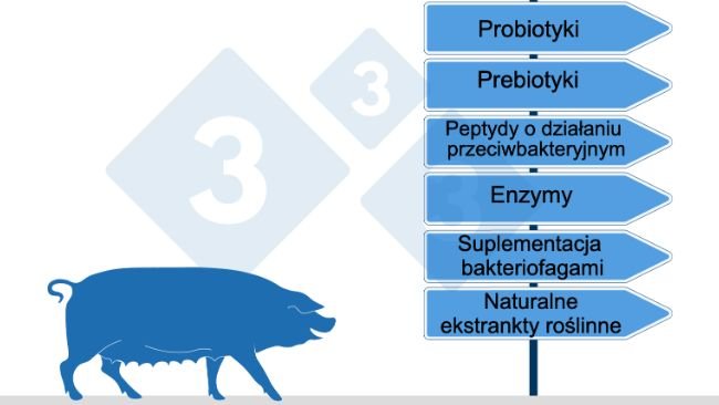 Rys.2. Alternatywy dla antybiotyków w hodowli świń reprezentowane są głównie przez zastosowanie pre- i probiotyków, kwasów organicznych, naturalnych ekstraktów roślinnych (olejków eterycznych), enzymów, peptydów przeciwdrobnoustrojowych oraz w niewielkiej części suplementację bakteriofagami.