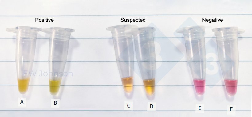 Rys. 3.&nbsp;Mikroprob&oacute;wki z testu metodą&nbsp;LAMP w terenie&nbsp;w przypadku ASF. A: śledziona od martwej lochy, B: płyny ustne od tej samej lochy co A, inne: wątpliwe i ujemne płyny ustne.
