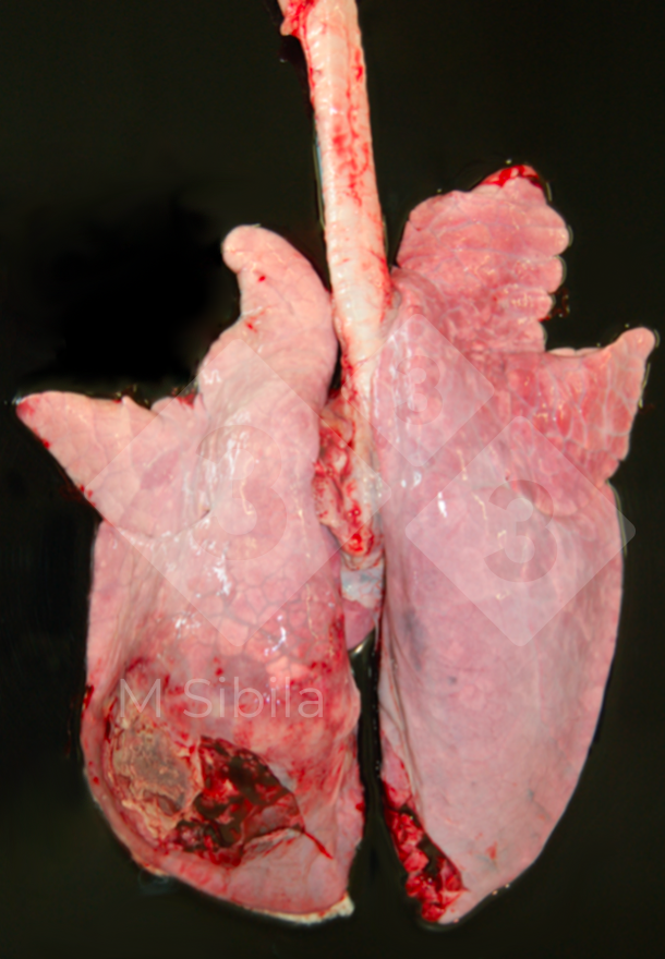 Rycina&nbsp;2.&nbsp;Płuco świni z jednostronnym, wł&oacute;knikowo-wł&oacute;knistym zapaleniem opłucnej w okolicy grzbietowo-ogonowej

