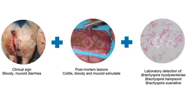 Ryc. 2. Triada proponowanych kryteriów potwierdzających diagnozę dyzenterii świń w danym stadzie. 
