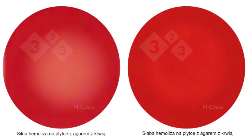 Ryc. 1. Wizualna r&oacute;żnica między silnie hemolitycznymi (po lewej) i słabo hemolitycznymi (po prawej) szczepami Brachyspira. Zdjęcia wykonane hodowlom na&nbsp;5% agarze z krwią owczą, przezroczystość wskazuje na hemolizę (rozpad czerwonych krwinek).
