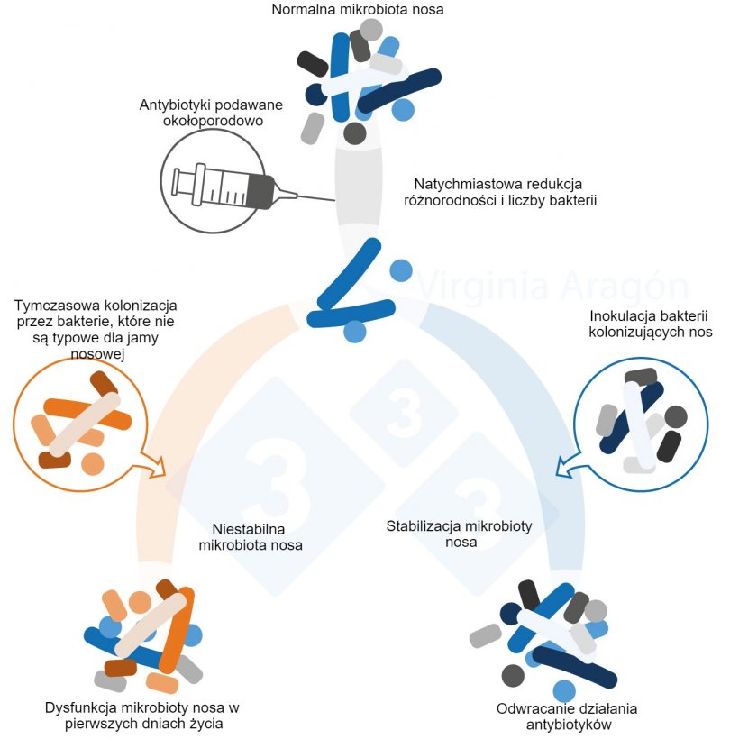 Ryc. 1. Antybiotyki stosowane w okresie okołoporodowym powodują zmniejszenie liczebności bakterii w mikrobiocie nosa, co zmienia jej r&oacute;żnorodność i skład. Zmiana ta utrzymuje się dłużej, gdy leczone są matki. Inokulacja bakterii kolonizujących nos może odwr&oacute;cić ten efekt.
