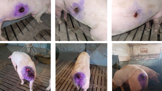 Ryc 3. Rezultaty terapii ran sk&oacute;ry będących wynikiem kanibalizmu
