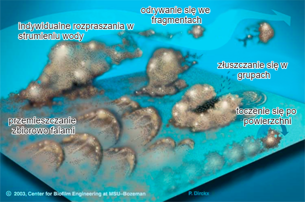 Bakterie biofilmu mogą poruszać się na wiele sposobów: zbiorowo w falach, tocząc się po powierzchni, złuszczając się w grupach lub indywidualnie rozproszone w strumieniu.