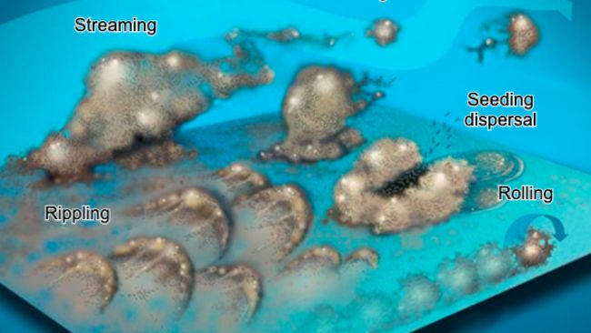 Ryc. 7. Bakterie biofilmu mogą poruszać się na wiele sposob&oacute;w: zbiorowo w falach, tocząc się po powierzchni, złuszczając się w grupach lub indywidualnie rozproszone w strumieniu wody. Źr&oacute;dło: Center for Biofilm Engineering, Montana State University.
