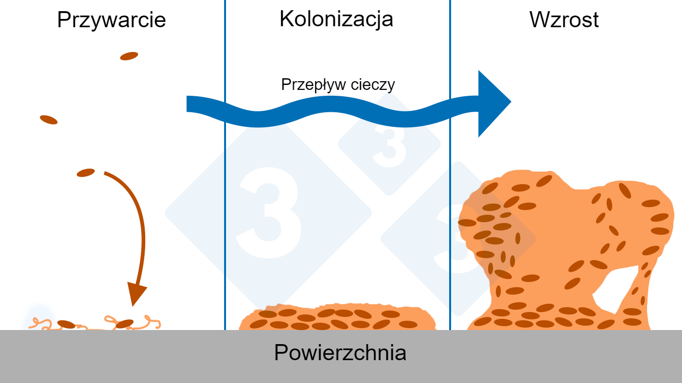 Trzy fazy tworzenia biofilmu: przyłączenie, kolonizacja i wzrost złożonych struktur biofilmu.