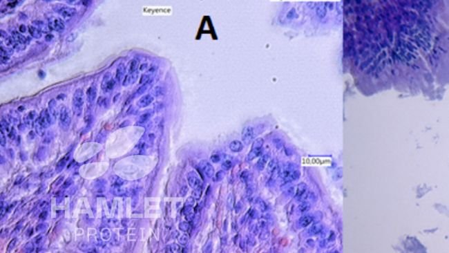 Ryc. 2. Mikroskopia elektronowa warstwy śluzu jelitowego prosiąt karmionych A: enzymatycznie przetworzoną soją w celu zmniejszenia zawartości czynnik&oacute;w antyżywieniowych (ESBM) (po lewej) i B: konwencjonalną śrutą sojową. Wyraźne uszkodzenia są widoczne na zdjęciu B. Zdjęcia objęte prawami autorskimi Hamlet Protein.
