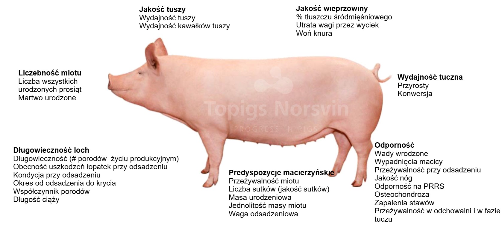 Wskaźniki uwzględnione w celu selekcji linii TN70