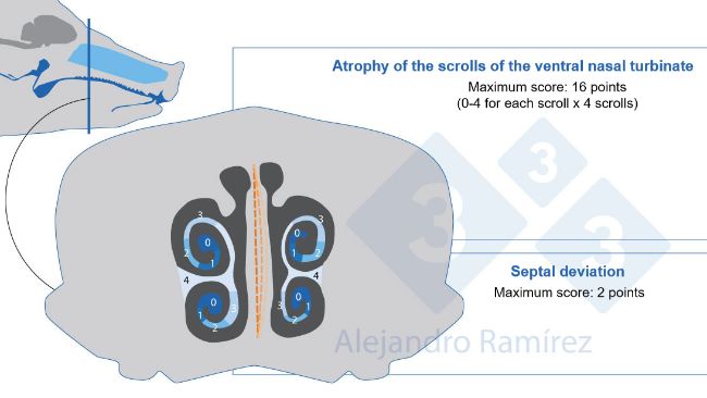 Metoda oceny zmian w małżowinie nosowej według Farmakopei Europejskiej
