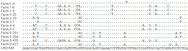 Portion of the alignment of ORF5 sequences of PRRSV strains from 5 different farms
