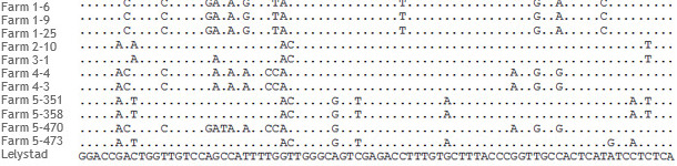 Portion of the alignment of ORF5 sequences of PRRSV strains from 5 different farms