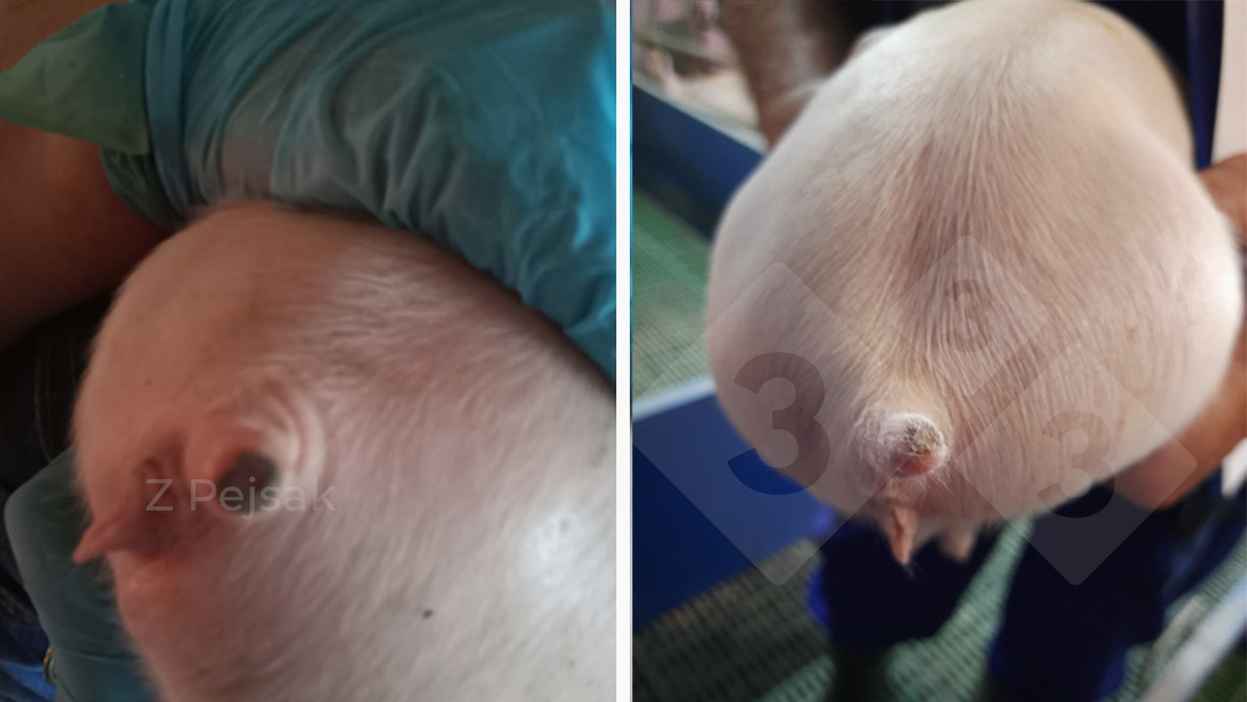 Prosię w dniu obcięcia ogona i trzy dni później