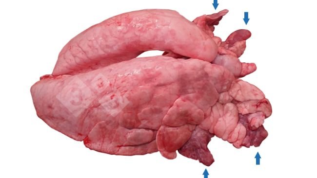 Ryc1. Dogłowowo- brzuszna&nbsp;konsolidacja tkanki płuc (CVPC) u świni.
