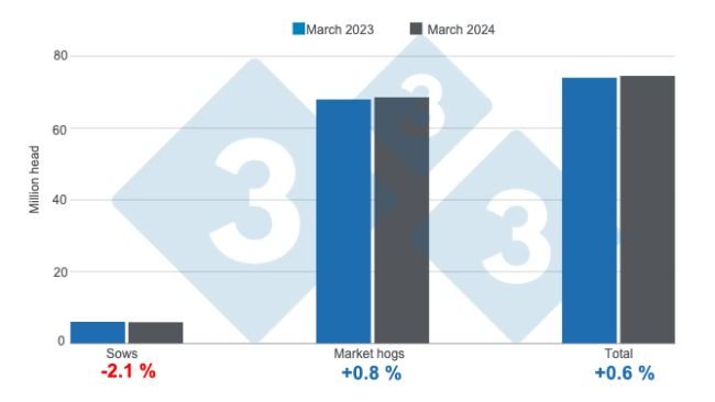 Pogłowie świń w USA na dzień 1 marca 2024 r., zmiany roczne. Przygotowane przez 333 Latin America na podstawie danych USDA - NASS. 