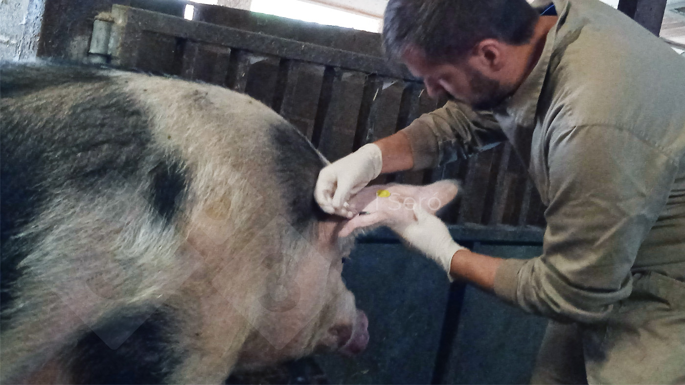 Nakłucie żyły usznej u knura