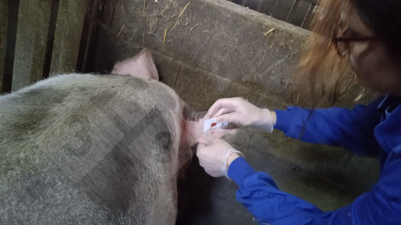 Pobieranie próbki na kartę FTA® 