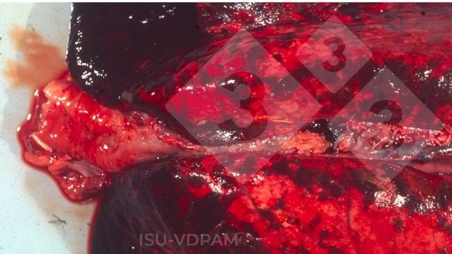 Ryc. 1: Typowe martwiczo-krwotoczne zmiany w płucach związane z  infekcją APP. Źródło: ISU-VDPAM.