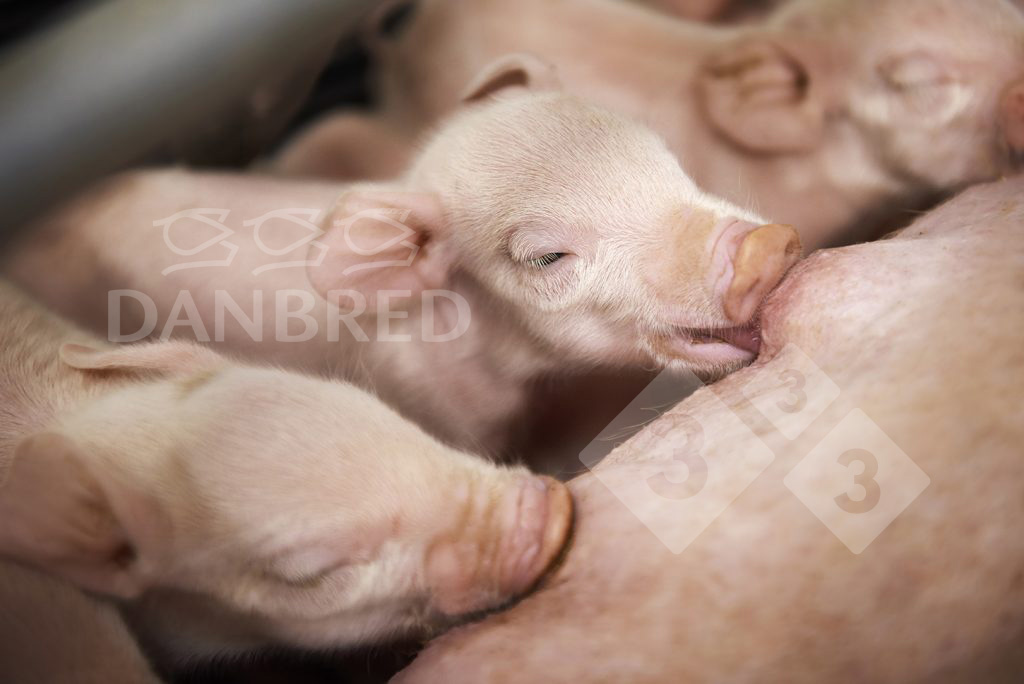 piglets