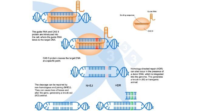 Ryc. 1. Edycja genów przy użyciu systemu CRISPR-Cas9. Guide RNA (gRNA) rozpoznaje określony region genomu, który jest celem dla endonukleazy DNA Cas9. Enzym ten rozszczepia dwie nici DNA w ściśle określonym miejscu. Na podstawie: https://es.moleculardevices.com/applications/gene-editing-with-crispr-engineering