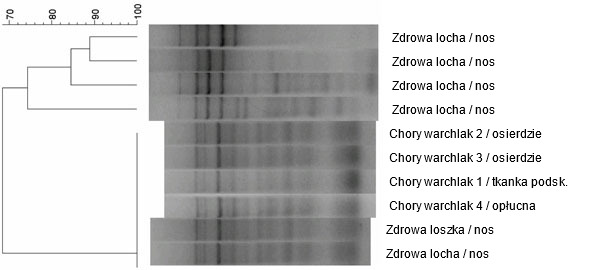 Dendrogram