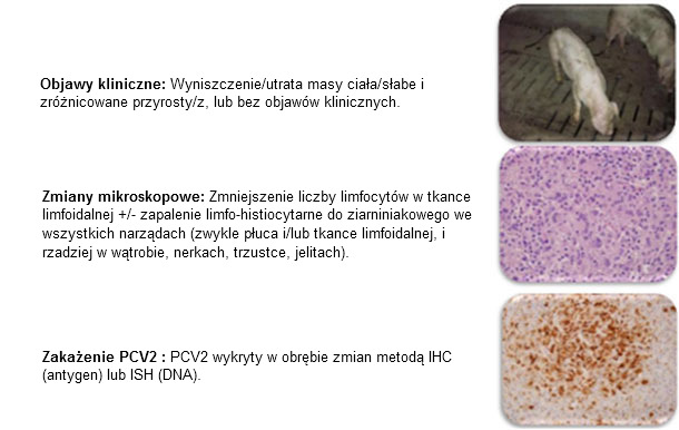 PMWS: Case definition