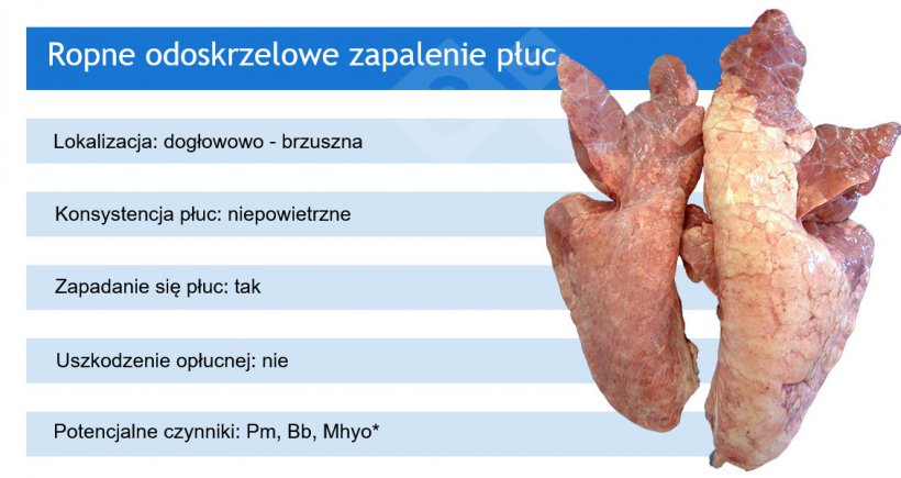 Pm: Pasteurella multocida; Bb: Bordetella bronchiseptica; Mhyo: Mycoplasma hyopneumoniae.
*Mhyo zwykle występuje w ropnych odoskrzelowych zapaleniach płuc jako patogen inicjujący (powodujący najpierw odoskrzelowe śródmiąższowe zapalenie płuc).