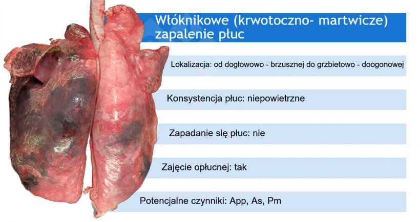 App: Actinobacillus pleuropneumoniae; As: Actinobacillus suis; Pm: Pasteurella multocida