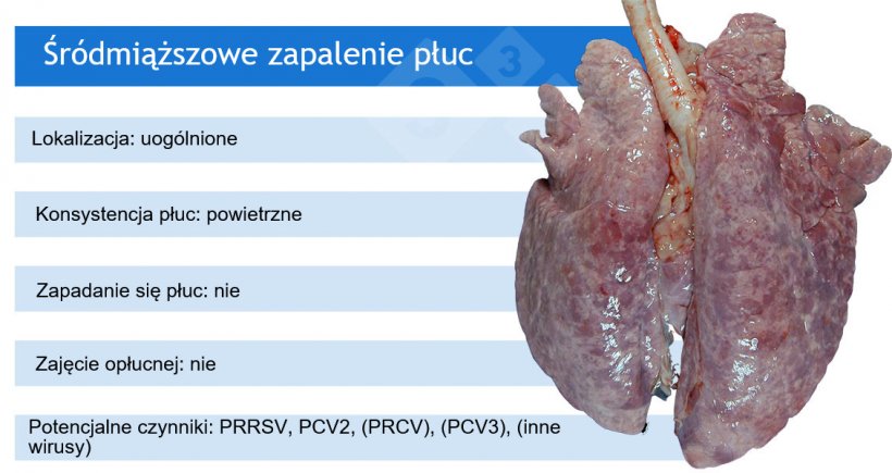 PRRSV: wirus zespołu rozrodczo-oddechowego świń; PCV2: cirkowirus świń 2; PRCV: koronawirus oddechowy świń; PCV3: cirkowirus świń 3.
PRCV, PCV3 i inne wirusy, takie jak adenowirusy, wirus choroby Aujeszky'ego i inne, zwykle powodują łagodne śródmiąższowe zapalenie płuc.