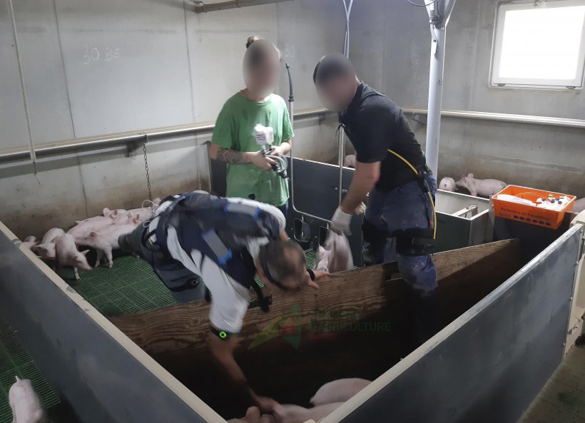 Hodowcy świń testują stosowanie egzoszkieletów podczas szczepienia prosiąt. Źródło: Izba Rolnicza w Bretanii.