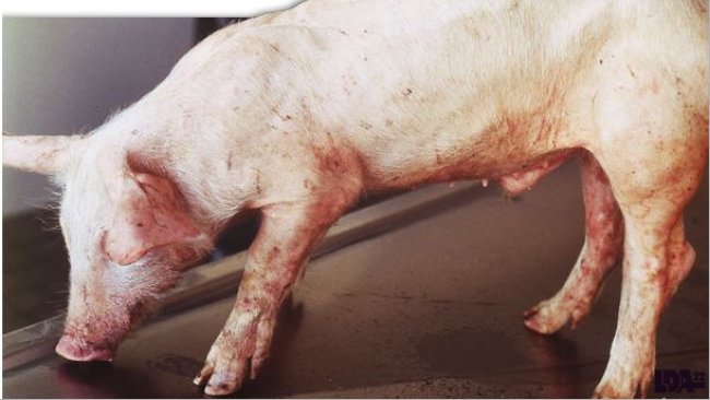 PMWS on piglet.