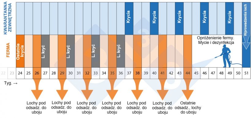 Wykres 2. Harmonogram programu depopulacji i repopulacji.
