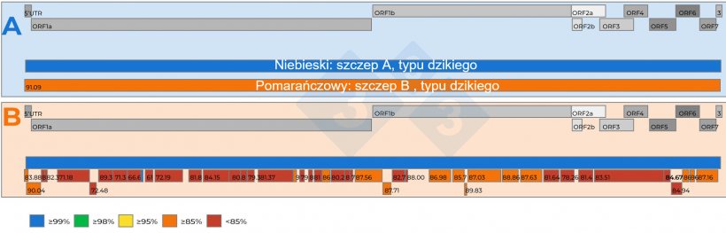 Rysunek 2: A) Schematyczne przedstawienie porównania dwóch całych sekwencji genomowych PRRSV odzyskanych z próbki surowicy 15:1 o Ct 18,4. Jeden wirus został ustawiony jako referencyjny (kolor niebieski). Poziom podobieństwa nukleotydów między wirusami jest reprezentowany przez liczby w czerwonych kwadratowych polach. B) Schematyczne przedstawienie porównania dwóch sekwencji genomowych PRRSV odzyskanych z próbki surowicy połączonej w stosunku 5:1 z Ct 19,5. Jeden wirus został ustawiony jako szczep referencyjny (kolor niebieski). Poziom podobieństwa nukleotydów między fragmentami genomu odzyskanymi z drugiego wirusa jest oznaczony kolorami, a także reprezentowany przez liczby w czerwonych kwadratowych polach. Geny genomu PRRSV są przedstawione w górnej części panelu A i B. Poszczególne ORF obecne w sekwencji całego genomu PRRSV są przedstawione w górnej części panelu A i B.