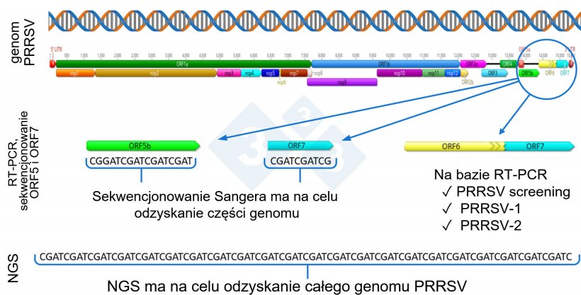Rysunek 1: Schematyczne przedstawienie pełnego genomu PRRSV (GenBank U87392) oraz docelowych regionów dla różnych testów diagnostycznych. W Stanach Zjednoczonych testy RT-PCR stosowane do wykrywania wirusów podobnych do atenuowanych szczepów szczepionkowych (MLV) są ukierunkowane na region nsp2, natomiast sekwencjonowanie CLAMP, mające na celu zablokowanie amplifikacji wirusów szczepionkowych MLV podczas sekwencjonowania metodą Sangera, jest ukierunkowane na gen ORF5.