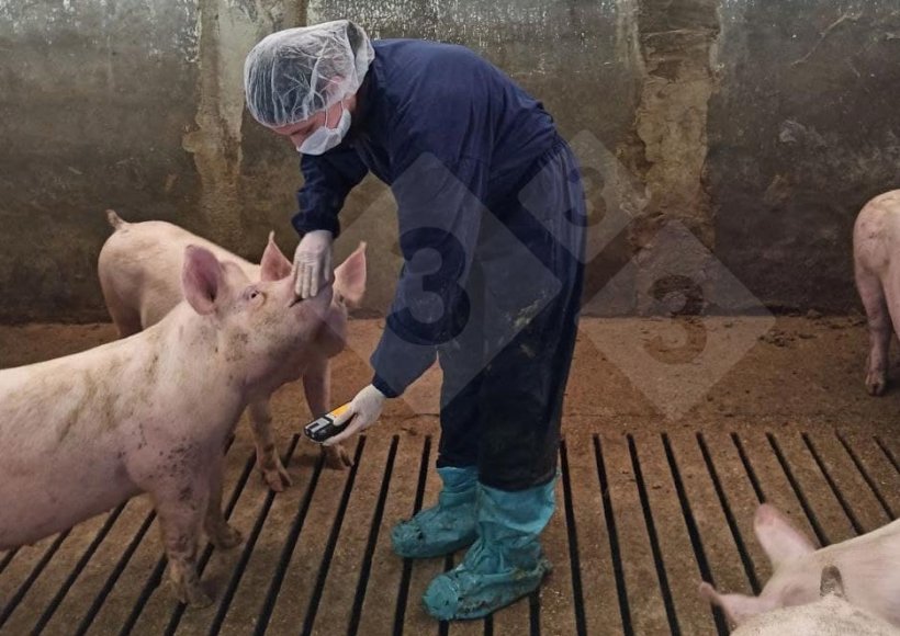 Monitorowanie stężenia gaz&oacute;w powinno być przeprowadzane co najmniej raz w sezonie i w co najmniej trzech kojcach.
